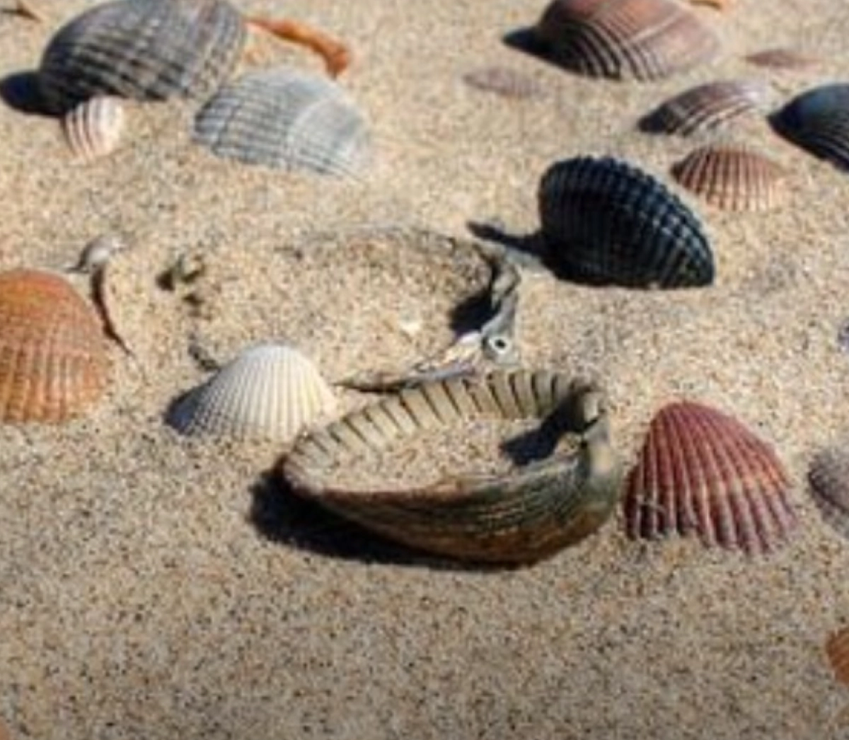Schelpen van de Groninger kust